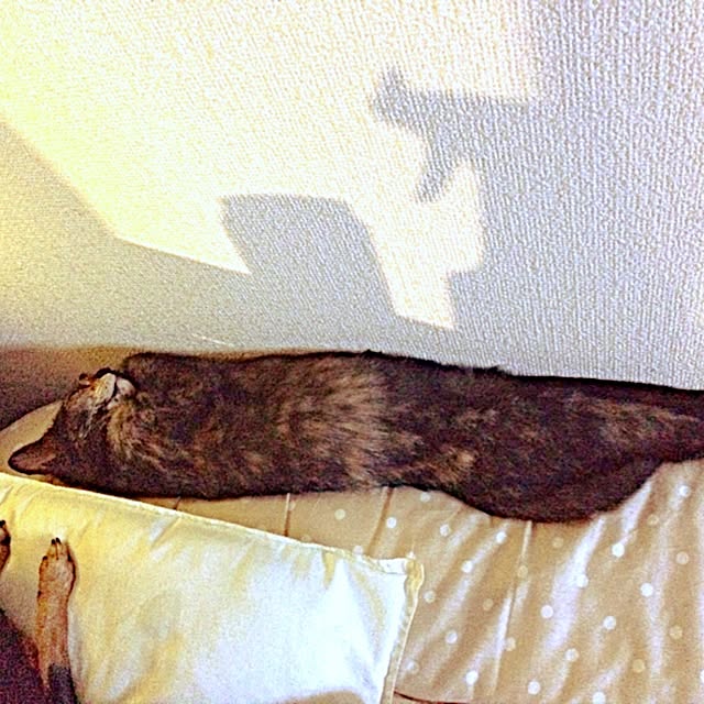 acoさんの実例写真