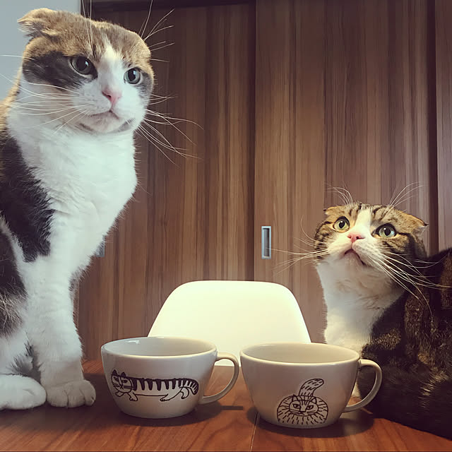 tansukeさんの実例写真