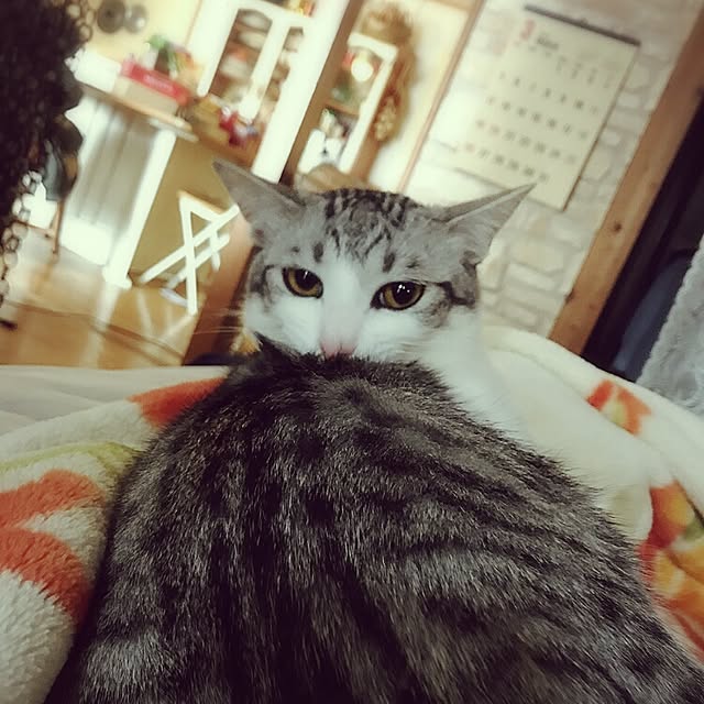 syungikuさんの実例写真