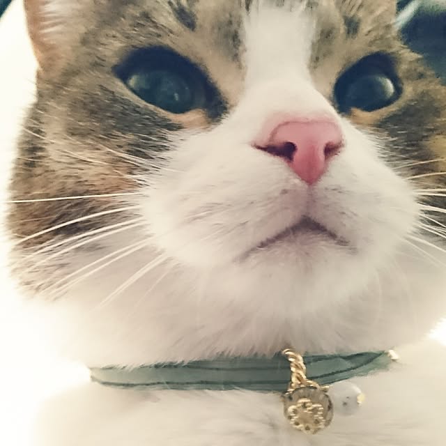 harusamensoupさんの実例写真
