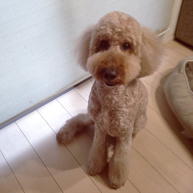 WANKOさんの実例写真