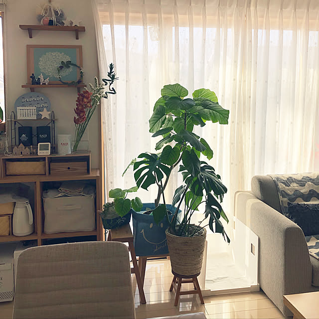 loliontoaliceveの-モンステラ 観葉植物 送料無料 モンステラ6号 プレゼント ギフト 卒業祝い 入学祝い 退職祝い 新築祝い 引越し祝い 開店祝い 開所祝い 開業祝い 移転祝い 誕生日 お礼 お祝い 結婚記念日 結婚祝い 就職祝いの家具・インテリア写真