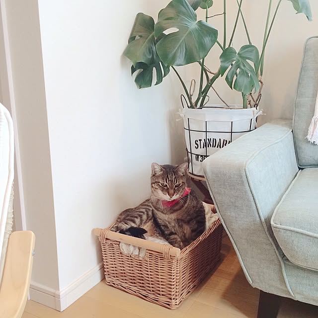 lovecatさんの実例写真