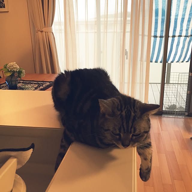 hiyupan88さんの実例写真