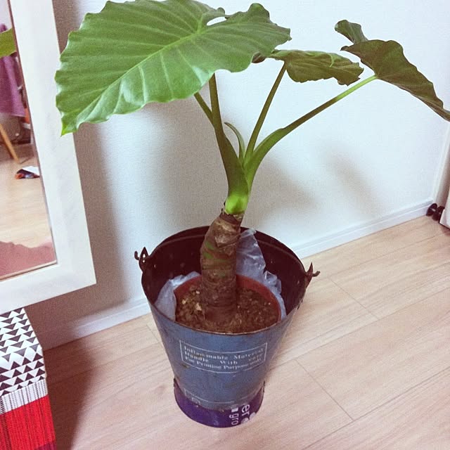 5064aさんの実例写真