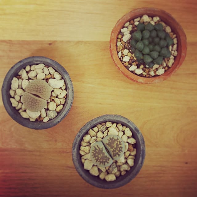 cactusさんの実例写真