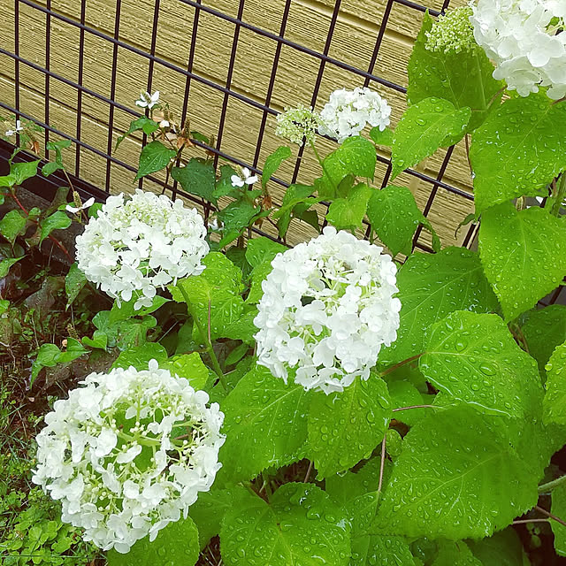 umiさんの実例写真