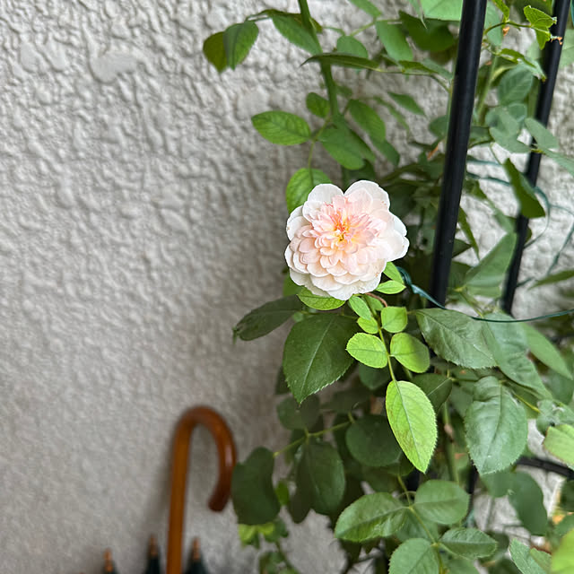 mamizaさんの実例写真