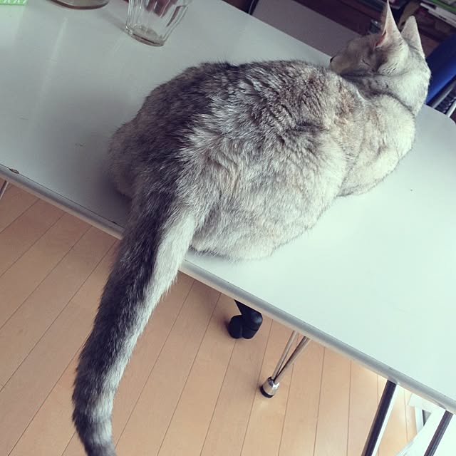 shirotsumekkoさんの実例写真