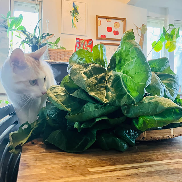 tomorinさんの実例写真