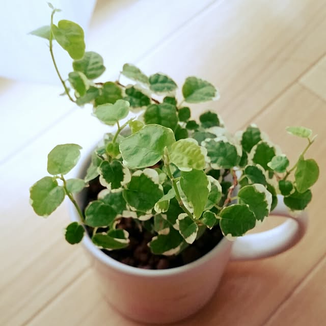emiiii5さんの実例写真