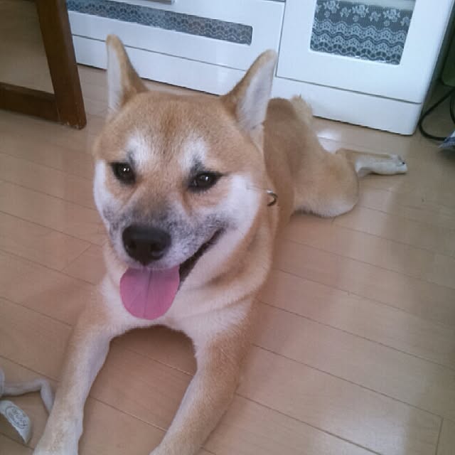 kotaさんの実例写真