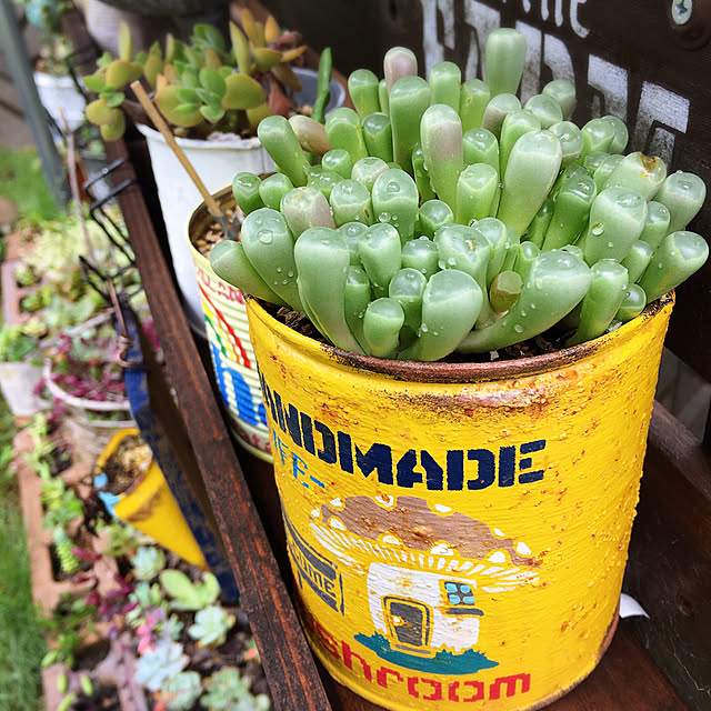 多肉植物のある暮らし/ガーデニング/多肉植物/セダム/多肉棚...などのインテリア実例 - 2020-07-18 18:08:19