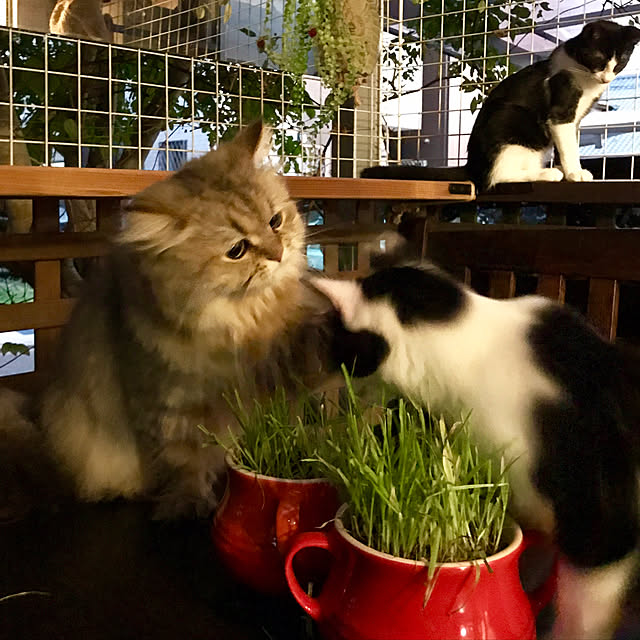 butachanさんの実例写真