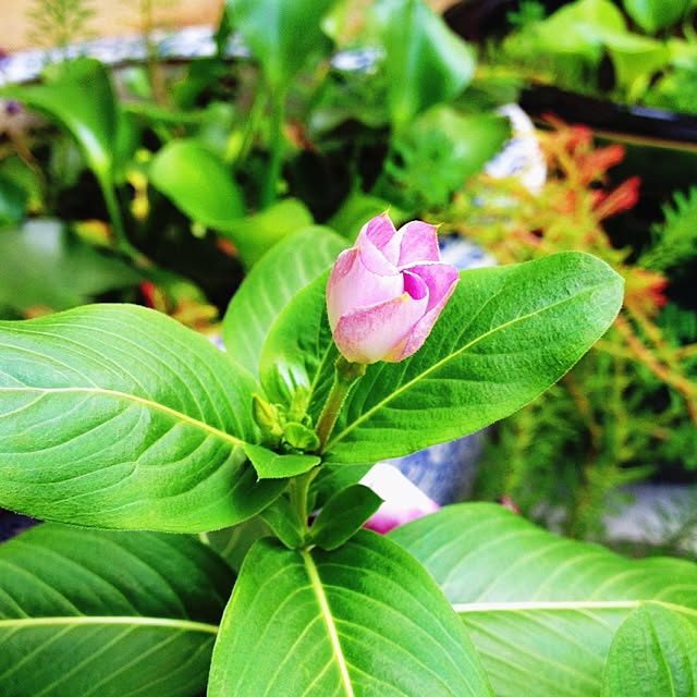 botanさんの実例写真