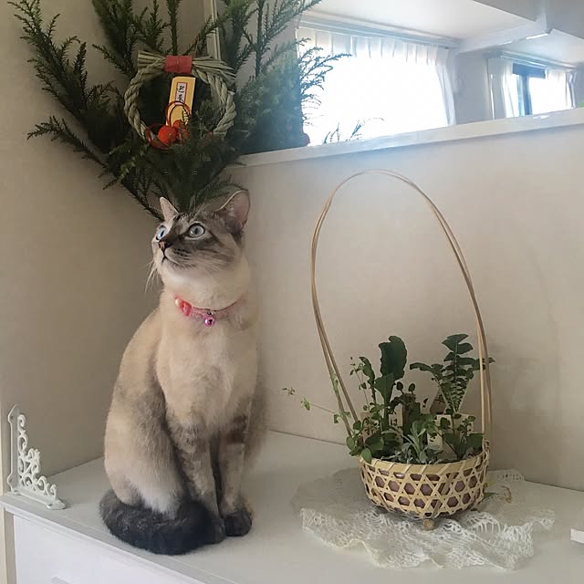 noelさんの実例写真