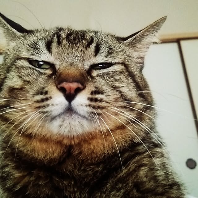 kittenblueさんの実例写真