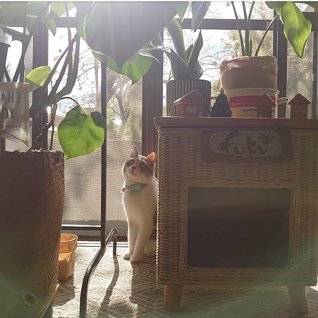 fukuさんの部屋