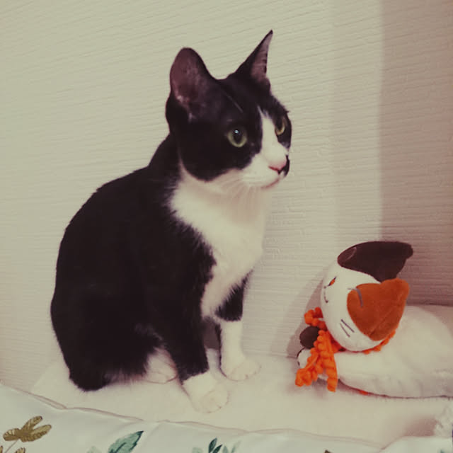 chatnoirさんの実例写真