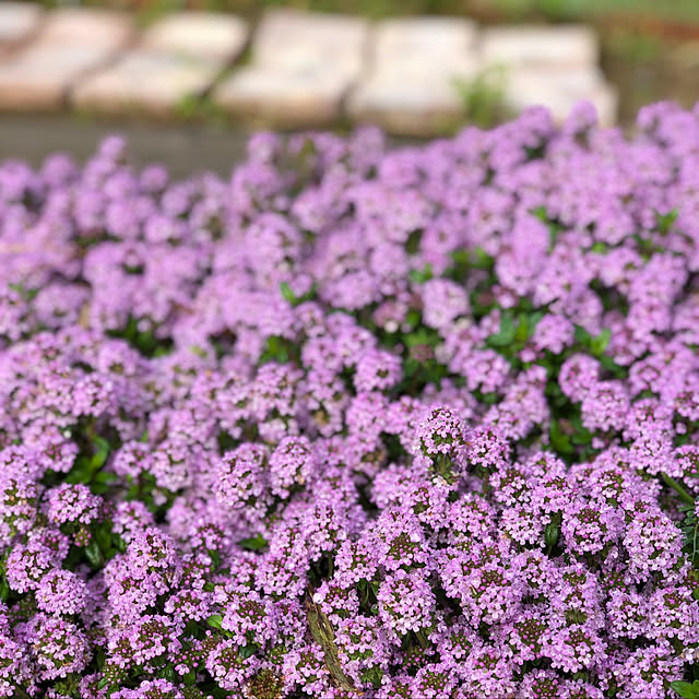 mintさんの実例写真