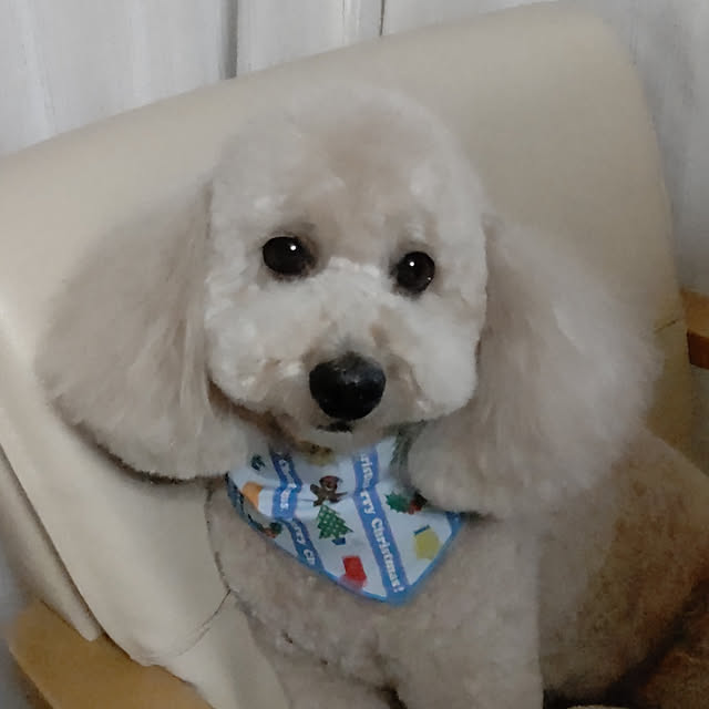 yumirinさんの実例写真