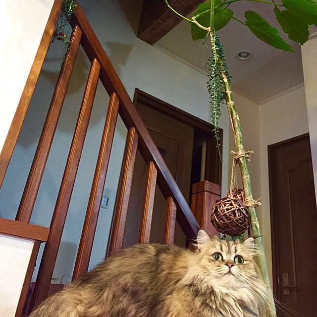 butachanさんの実例写真