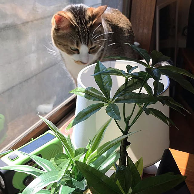 pazubomuさんの実例写真