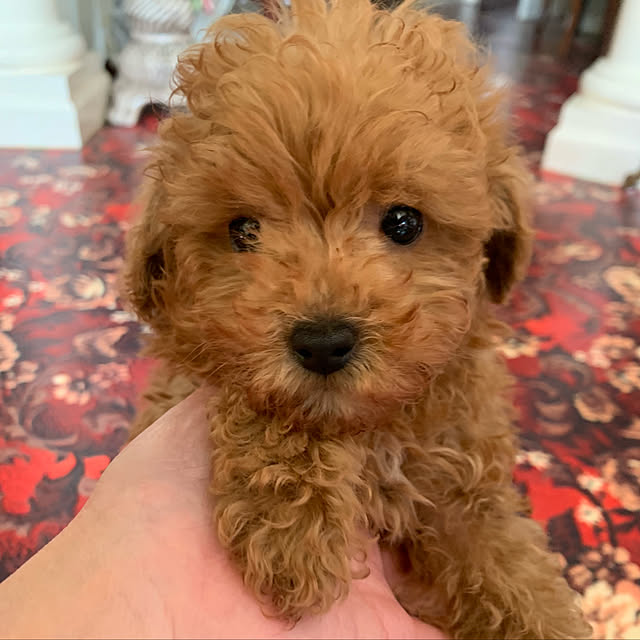 AYUKOさんの実例写真