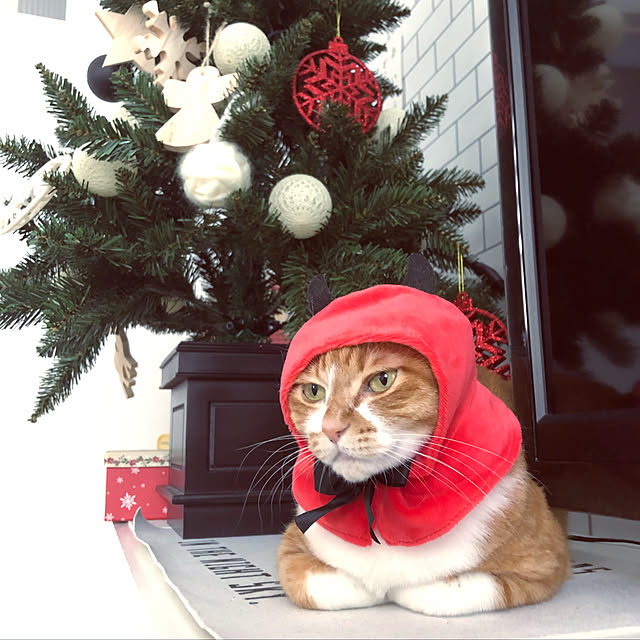 myuuさんの実例写真