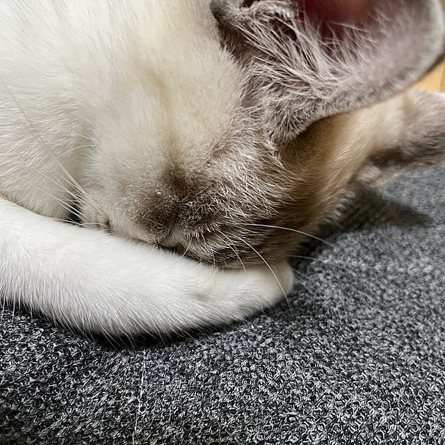 nekoさんの部屋