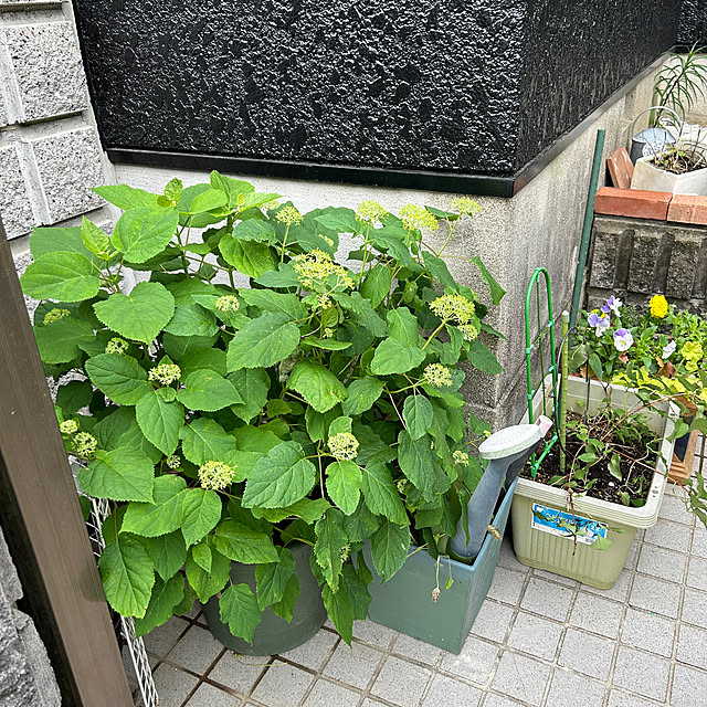 Shokoさんの部屋