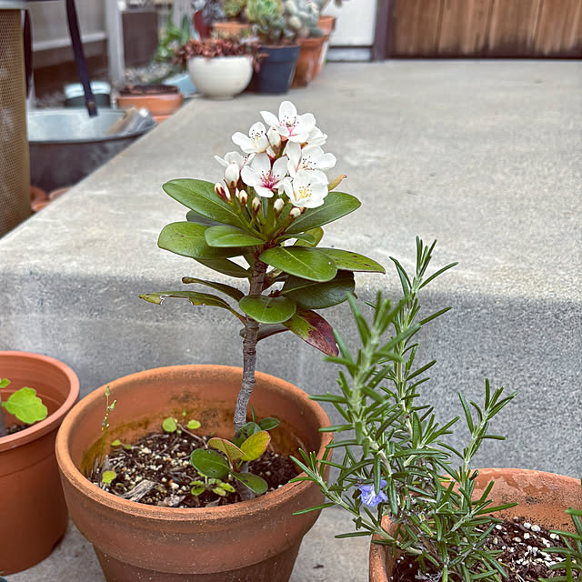 nobanaさんの実例写真