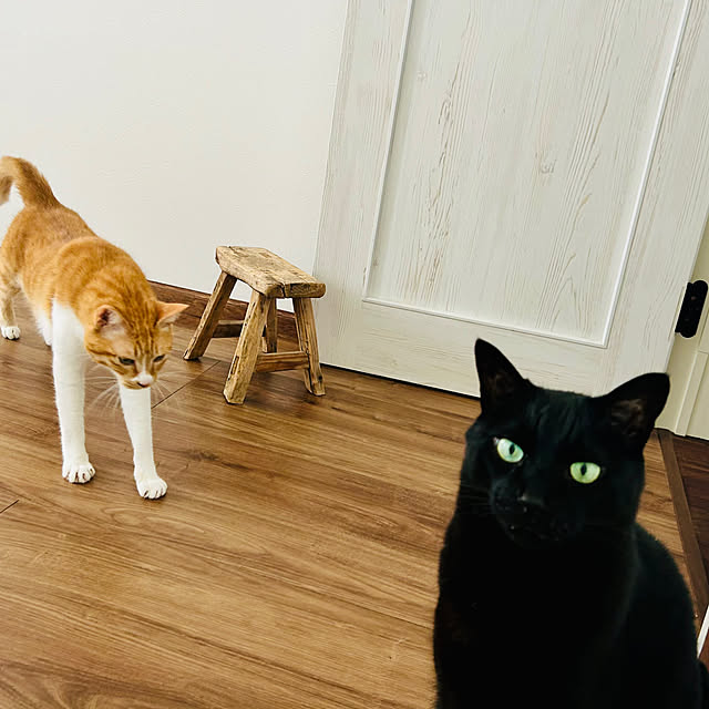 部屋全体/暮らしのひとコマ/ガーデニング♪/田舎の小さなお家/猫と暮らす家...などのインテリア実例 - 2026-07-09 00:13:11