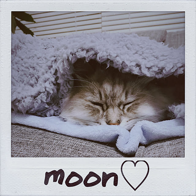 moon.mさんの実例写真