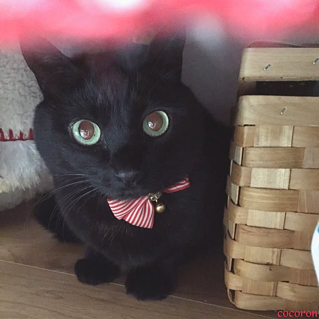 cocoronさんの実例写真