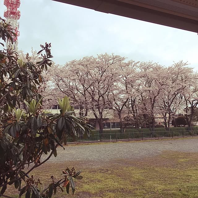 ベッド周り/桜/寝室の窓からのインテリア実例 - 2017-04-09 12:14:26