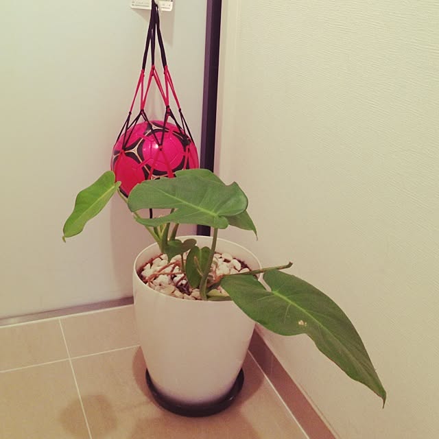 shihoさんの実例写真