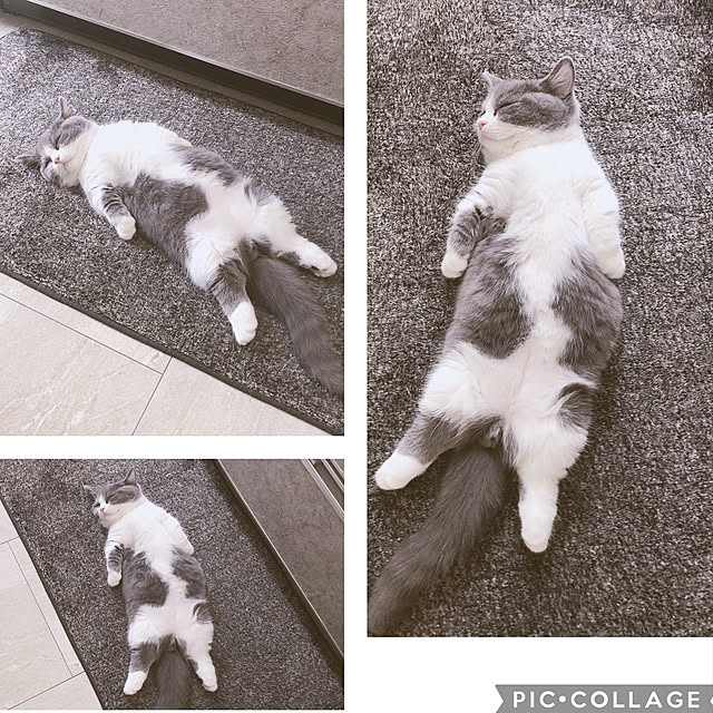 ch172さんの実例写真