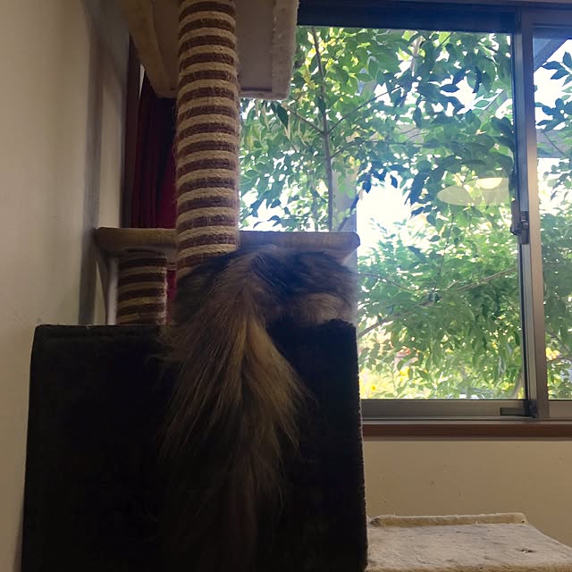 butachanさんの実例写真