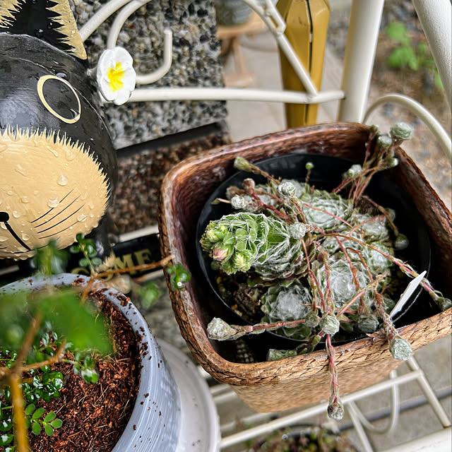 mohhaさんの実例写真