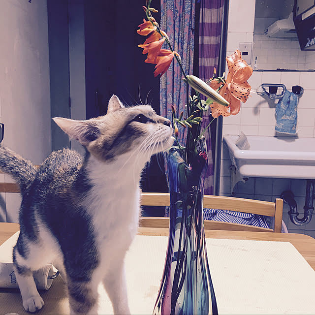 Lankaさんの実例写真