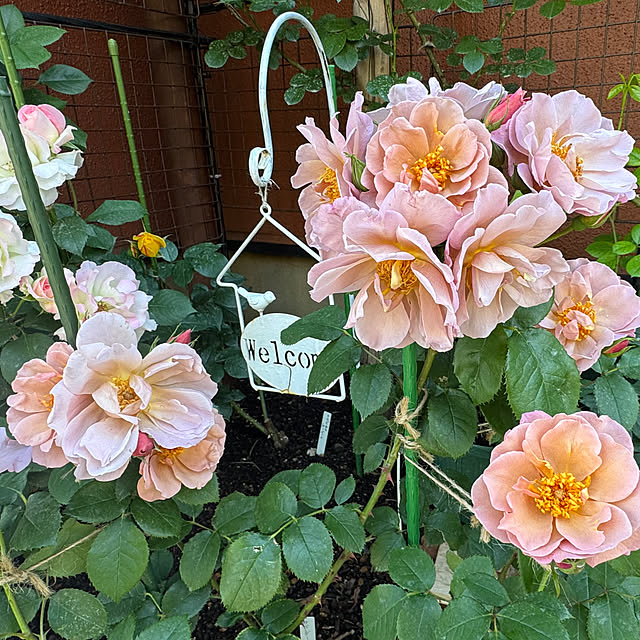 RoseLife5818さんの部屋