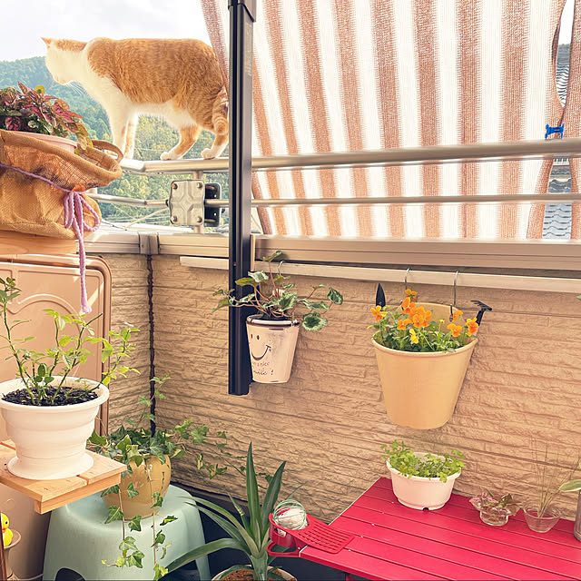 Toyomiさんの実例写真