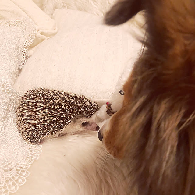 miiさんの実例写真