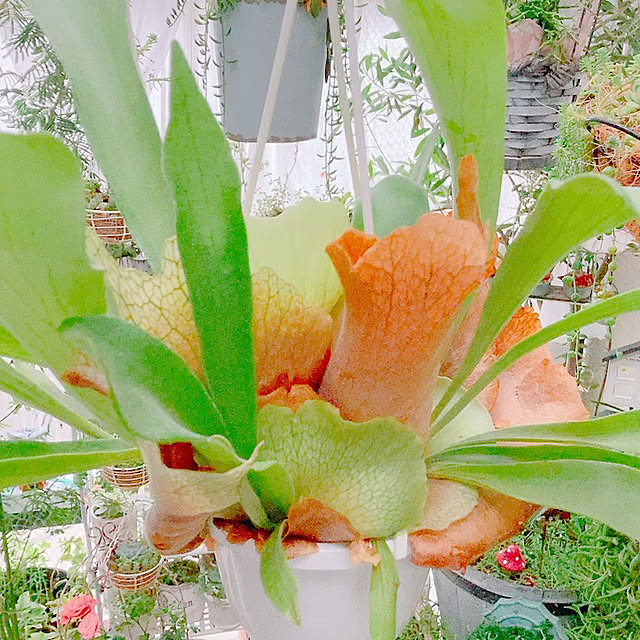 Hanakaさんの部屋