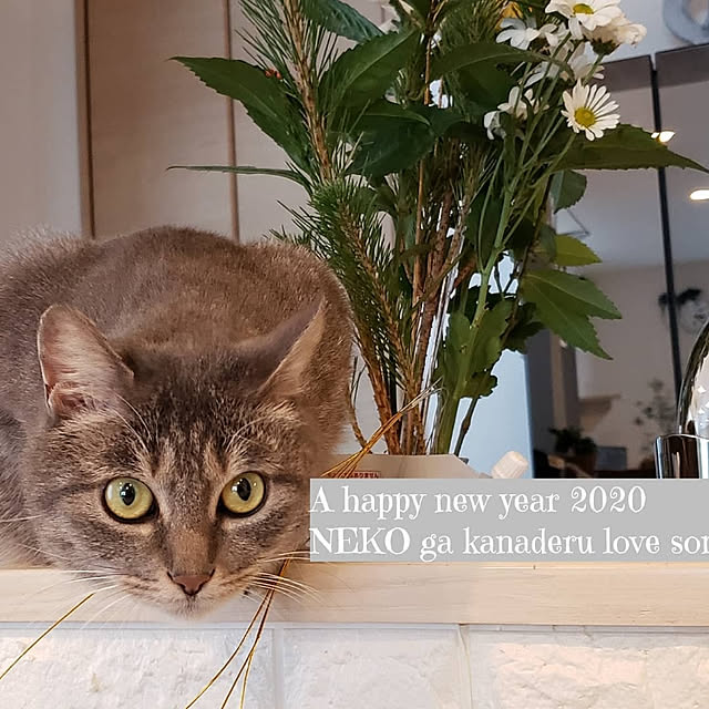 megu.catさんの実例写真