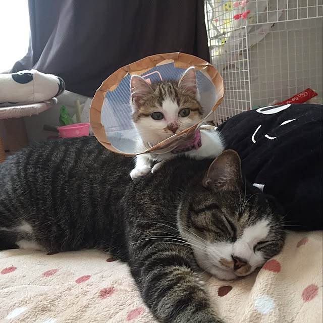 odekoさんの実例写真