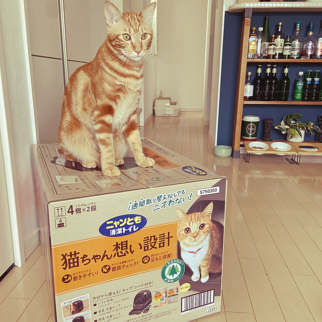 gachaさんの実例写真