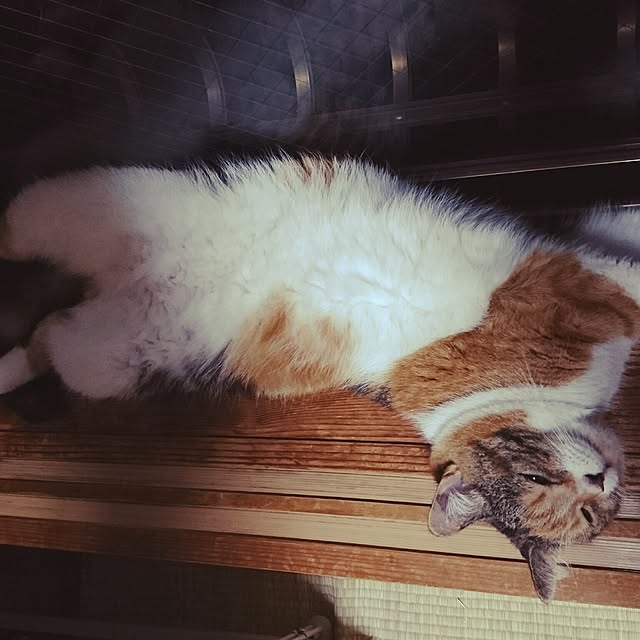 yukieさんの実例写真