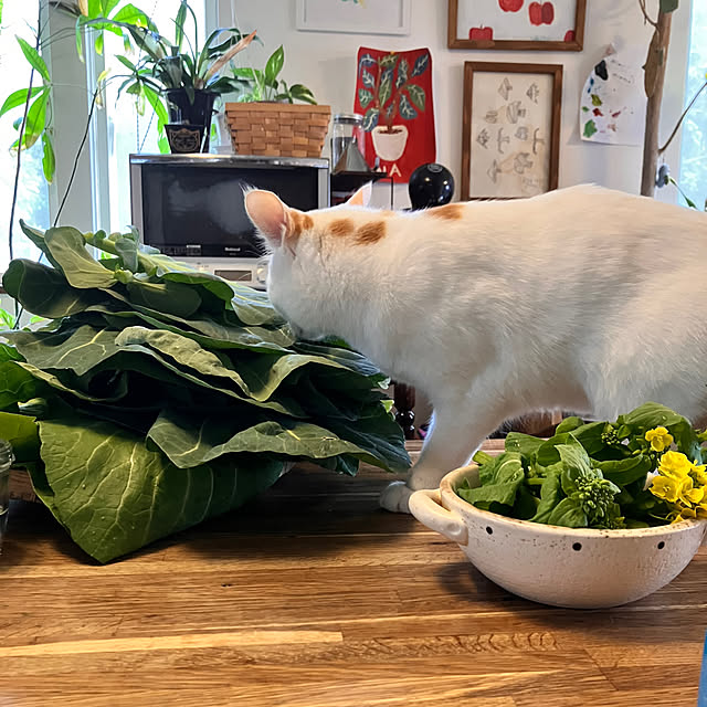 tomorinさんの部屋